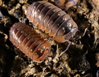 Merulanella sp "Dream"