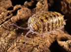 Porcellio cf flavomarginatus "Crete" High Yellow