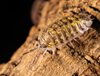 Porcellio cf flavomarginatus "Crete" High Yellow