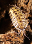 Porcellio cf flavomarginatus "Crete" High Yellow