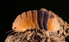Cubaris sp "Amber"