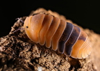 Cubaris sp "Amber"