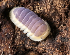 Cubaris sp "Lemon Blue"