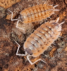 Porcellio nicklesi "Orange Blaze"