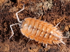 Porcellio nicklesi "Orange Blaze"