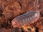 Merulanella sp Vietnam