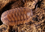 Cubaris sp "Sun Tiger"
