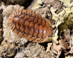 Cubaris sp "Yellow Tiger"