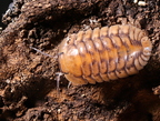 Cubaris sp "Yellow Tiger"