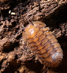 Cubaris sp "Yellow Tiger"