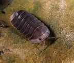 Cubaris sp "Angry Monk"