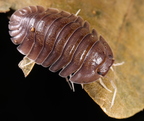 Cubaris sp "Soil"