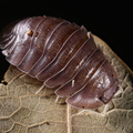 Cubaris sp "Soil"