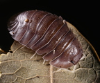 Cubaris sp "Soil"