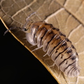Cubaris sp "Silver Tiger"