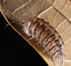Cubaris sp "Silver Tiger"
