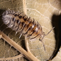 Cubaris sp "Silver Tiger"