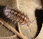 Cubaris sp "Silver Tiger"