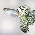 Cobra King Metal guppy