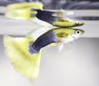 Yellow Tuxedo Guppy