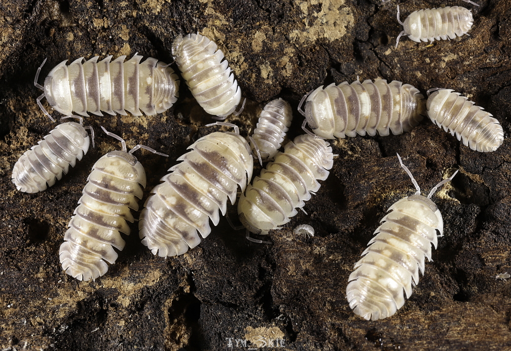 Isopods