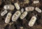 Armadillidium espanyoli