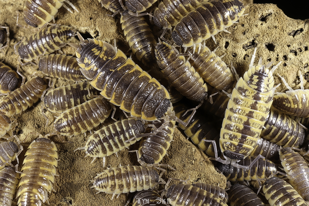 Isopods