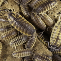 Porcellio ornatus "Chocolate Dream"