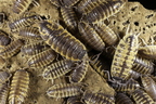 Porcellio ornatus "Chocolate Dream"