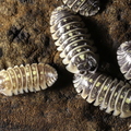 Armadillidium ruffoi "Orange"