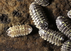 Armadillidium ruffoi "Orange"