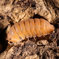 Cubaris sp "Mandarin"