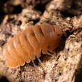 Cubaris sp "Mandarin"