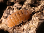 Cubaris sp "Mandarin"