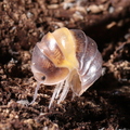 Cubaris sp "R13 Ducky"