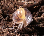 Cubaris sp "R13 Ducky"
