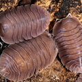 c soil 5