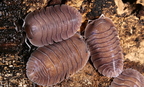 c soil 5