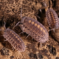 Cubaris sp "Platinum Tung Song"
