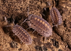 Cubaris sp "Platinum Tung Song"