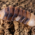 Cubaris sp "White Head Ducky"