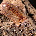 Dryadillo sp "Dream"