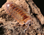 Dryadillo sp "Dream"