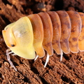 Cubaris sp "Blonde Ducky"