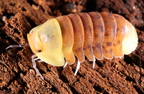 Cubaris sp "Blonde Ducky"