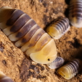 Cubaris sp "Blonde Ducky"