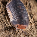 Cubaris sp "Pak Chong"