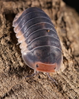 Cubaris sp "Pak Chong"