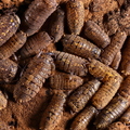 Merulanella sp "Starsky"
