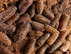 Merulanella sp "Starsky"